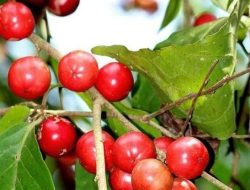 Lobi-lobi, Buah Pekarangan Asam Manis yang Kini Mulai Langka