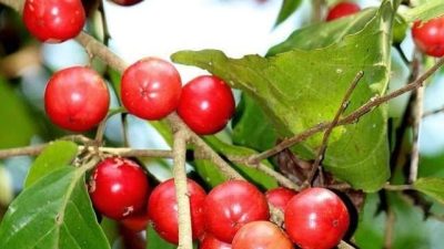 Lobi-lobi, Buah Pekarangan Asam Manis yang Kini Mulai Langka